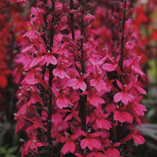 Lobelia Starship Deep Rose 4in  100mm