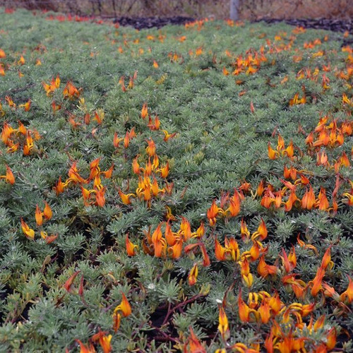 Lotus 'Gold Flash' 3in  75mm