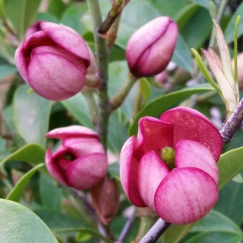 Magnolia Figo (Port Wine) 10in 250mm