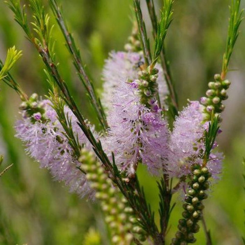 Melaleuca armillaris 'Pink' 140mm