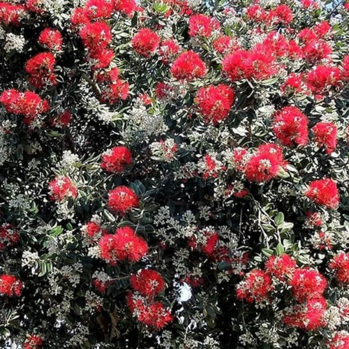 Metrosideros excelsa Dwarf Mini Xmas 10in 250mm