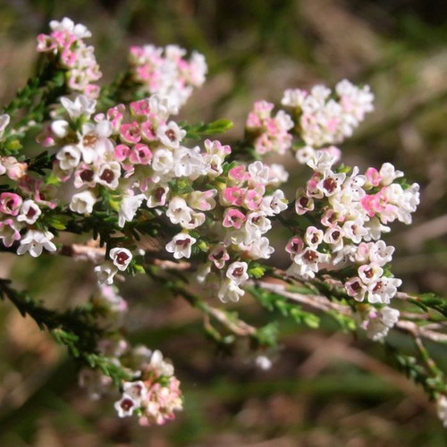 Micromyrtus ciliata 140mm