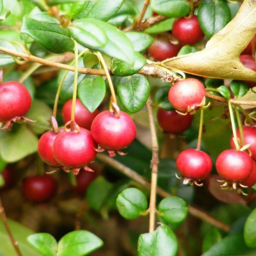 Myrtus ugni 140mm