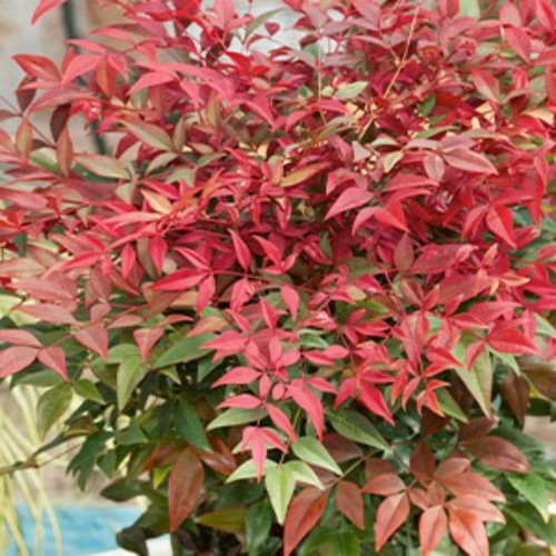 Nandina 'Summer Sunset' 140mm