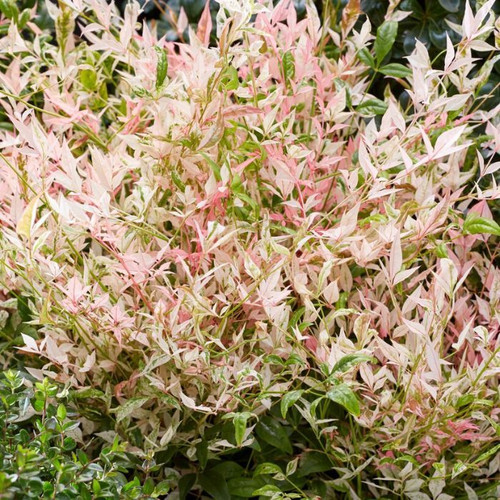 Nandina 'Twilight' 140mm