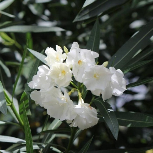 Nerium Madoni Grandiflora 140mm