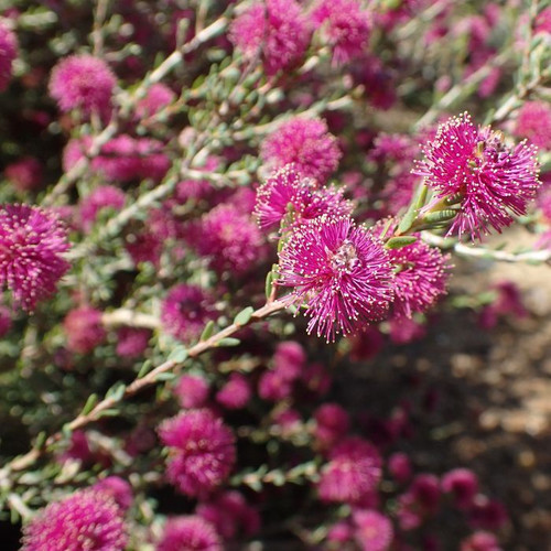 Phymatocarpus maxwellii 140mm