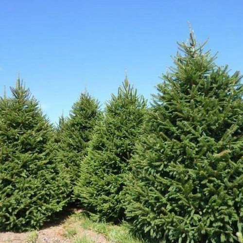 Picea abies (Norway Spruce) 8in  200mm
