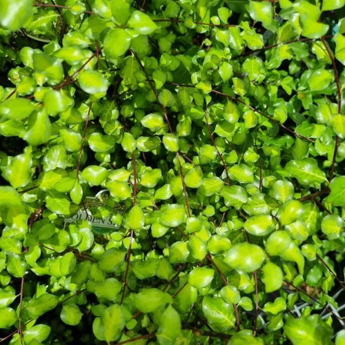 Pittosporum 'Golden Sheen' 140mm