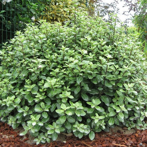Pittosporum 'Golf Ball' 140mm