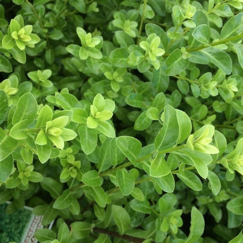 Pittosporum 'Green Pillar' 140mm