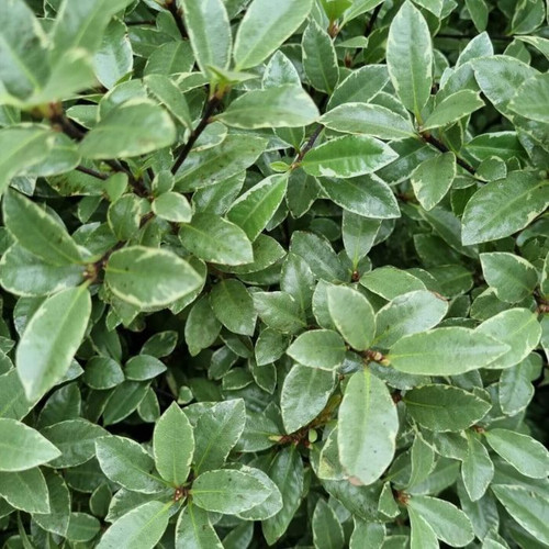 Pittosporum 'Hole In One' 140mm Pittosporum 'Hole In One' 140mm