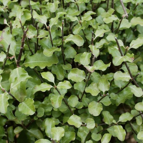 Pittosporum 'Silver Sheen' 140mm
