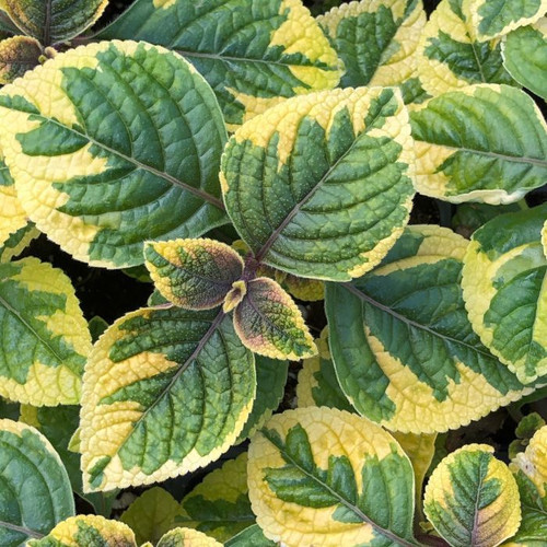 Plectranthus 'Guacamole' 140mm