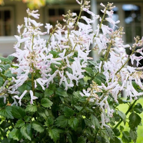 Plectranthus Mona White 140mm