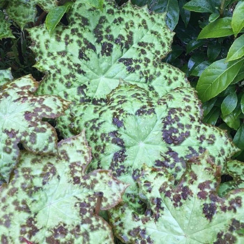Podophyllum 'Spotty Dotty' 140mm