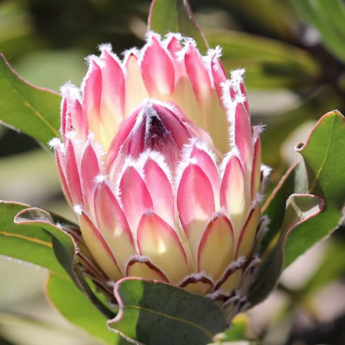 Protea 'Southern Cross' 140mm