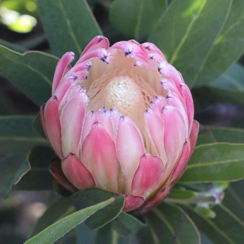 Protea Pink Cream 140mm