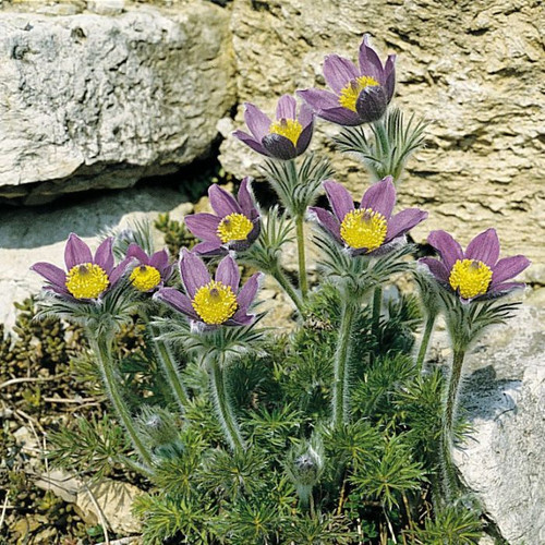 Pulsatilla Blaue Gloke 140mm