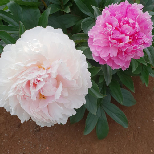 Peony Rhizome 'Sarah Bernhardt Sport' 45lt