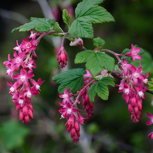 Ribes sanguineum 140mm