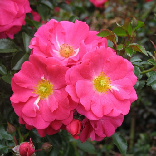 Rosa 'Flower Carpet Pink' 140mm