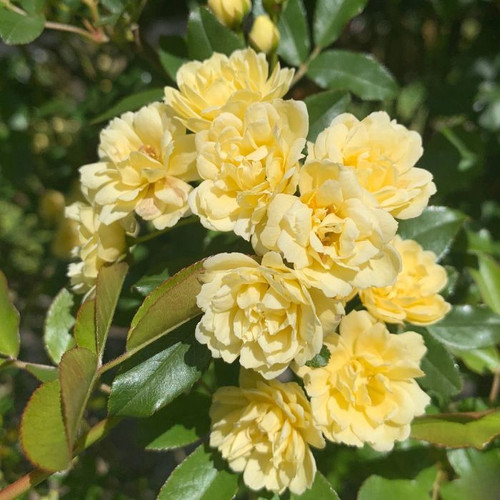 Rosa banksiae 'Lutea' 140mm
