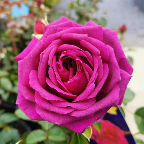 Rosa Showpiece 'Berry' 7in  175mm