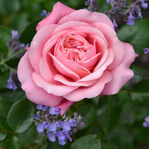 Rosa Showpiece 'Blush' 7in  175mm