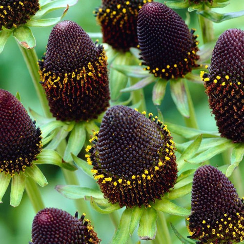 Rudbeckia occidentalis 'Green Wizard' 140mm