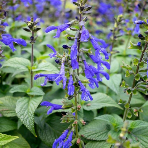 Salvia 'Ocean Blue Fisher' 140mm