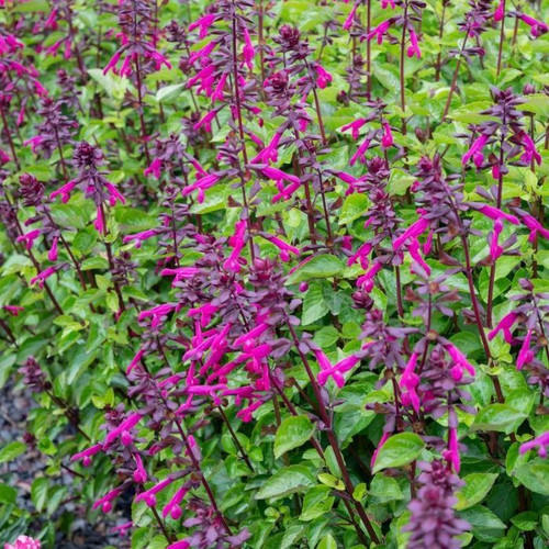 Salvia Perfect Pollinator Raspberry 140mm