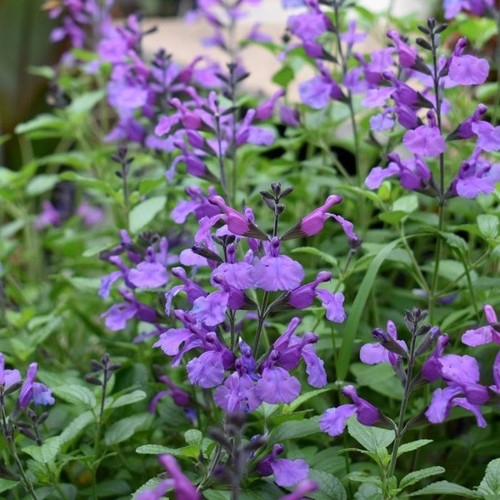Salvia So Cool Purple 140mm