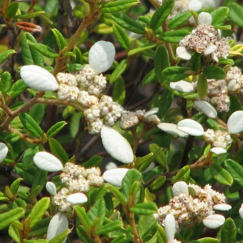 Spyridium vexilliferum 'Discovery Bay' 140mm