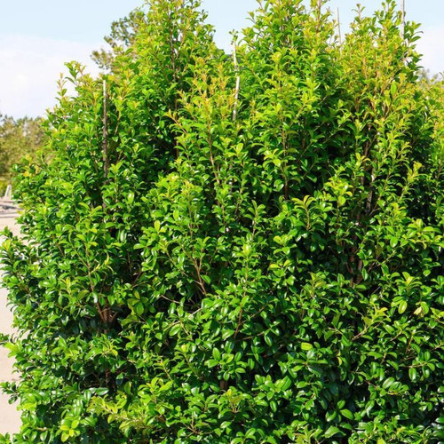 Syzygium Australe 'Pinnacle' 140mm