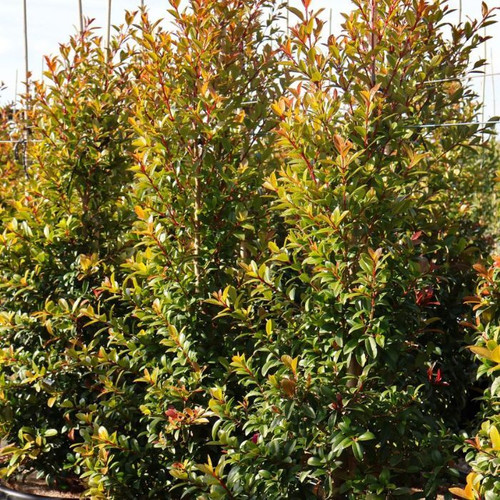 Syzygium Australe 'Straight And Narrow' 10in 250mm