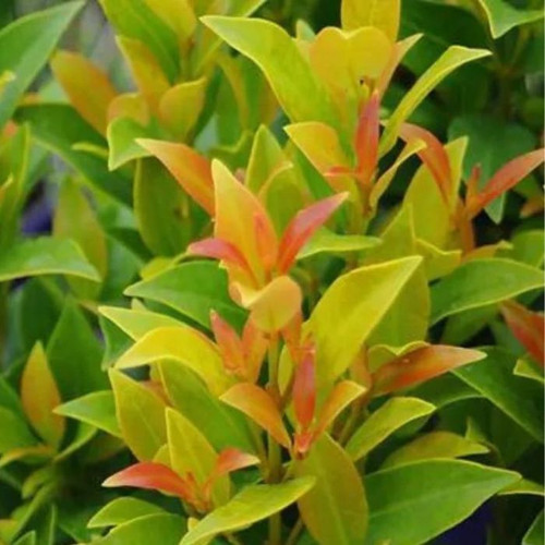 Syzygium Hinterland Gold 8in  200mm