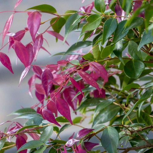 Syzygium luehmannii 'Pink Tips' 8in  200mm