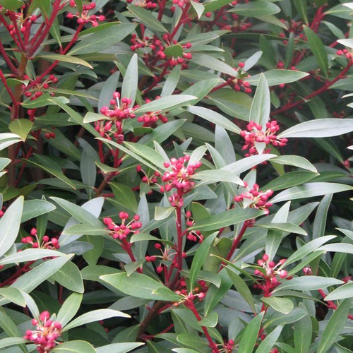 Tasmannia lanceolata (Male) 140mm