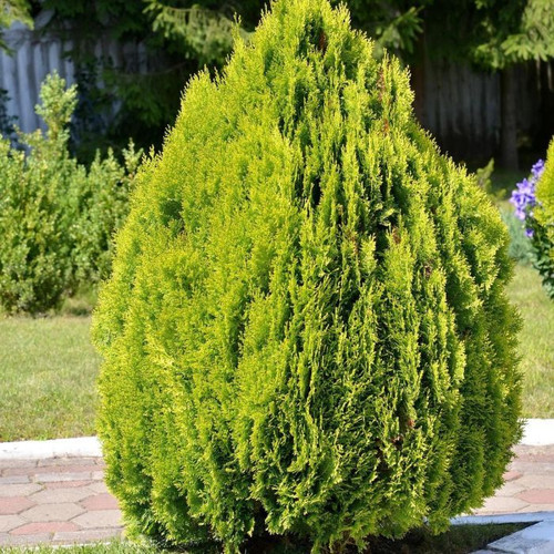 Thuja orientalis 'Nana Aurea' 140mm