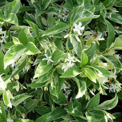 Trachelospermum 'Sun Lover' 140mm