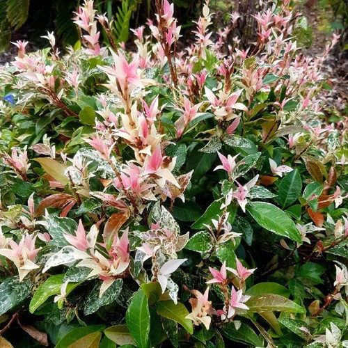 Trachelospermum jasminoides 'Tricolor' 140mm