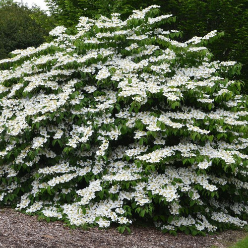 Viburnum plicatum f. tomentosum 140mm