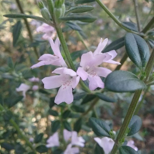 Westringia 'Poorinda Parvane' 140mm