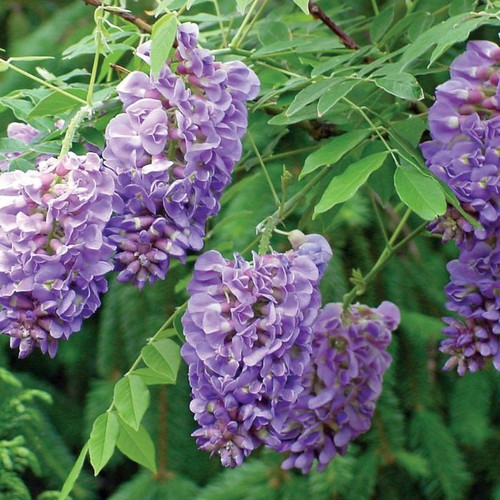 Wisteria 'Amethyst Falls' 8in  200mm