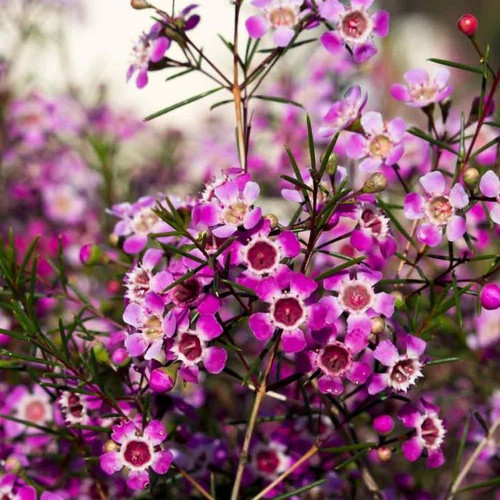 Chamelaucium Raspberry Ripple 140mm