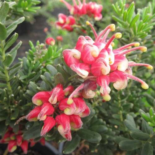 Grevillea 'Winter Wonder' 140mm