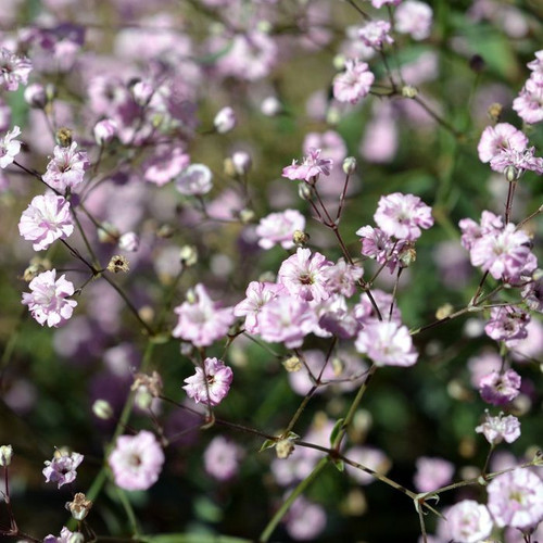 Gypsophila paniculata 'Pink Festival' 140mm