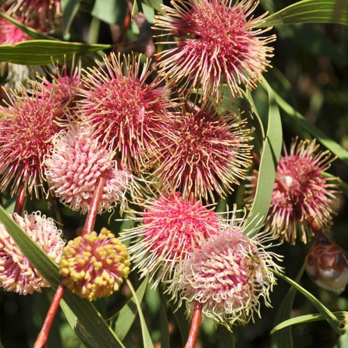 Hakea 'Stockdale Sensation' 140mm