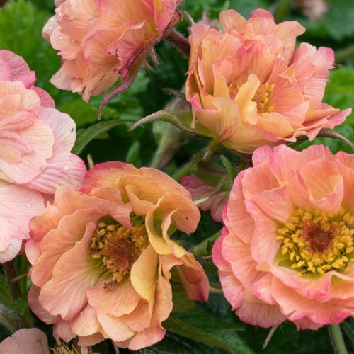Geum Jazzy Mai Tai 140mm